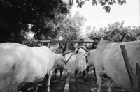 Image of sheet 19940690 photo 14: Die Frauen der Kooperative Juan 23. Milchprojekt mit Kühen neun Frauen. Quote im Monat ist 76 US $ Ueberschuss 86 $.Ochsengespann mit Esperanza Rivera in Cayanlipe. Ochsen 

Farming Farmer cows women woman work micro credit agriculture cattle Nicaragua 1994