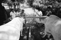 Image of sheet 19940690 photo 17: Farming Farmer cows women woman work micro credit agriculture cattle Nicaragua 1994