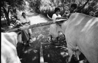 Image of sheet 19940690 photo 18: Die Frauen der Kooperative Juan 23. Milchprojekt mit Kühen neun Frauen. Quote im Monat ist 76 US $ Ueberschuss 86 $.Ochsengespann mit Esperanza Rivera in Cayanlipe. Ochsen 

Farming Farmer cows women woman work micro credit agriculture cattle Nicaragua 1994