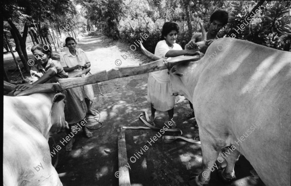 Image of sheet 19940690 photo 18: Die Frauen der Kooperative Juan 23. Milchprojekt mit Kühen neun Frauen. Quote im Monat ist 76 US $ Ueberschuss 86 $.Ochsengespann mit Esperanza Rivera in Cayanlipe. Ochsen 

Farming Farmer cows women woman work micro credit agriculture cattle Nicaragua 1994