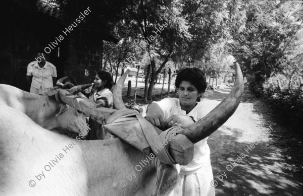 Image of sheet 19940690 photo 20: Farming Farmer cows women woman work micro credit agriculture cattle Nicaragua 1994