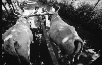 Image of sheet 19940690 photo 24: Die Frauen der Kooperative Juan 23. Milchprojekt mit Kühen neun Frauen. Quote im Monat ist 76 US $ Ueberschuss 86 $.Ochsengespann mit Esperanza Rivera in Cayanlipe. Ochsen 

Farming Farmer cows women woman work micro credit agriculture cattle Nicaragua 1994
