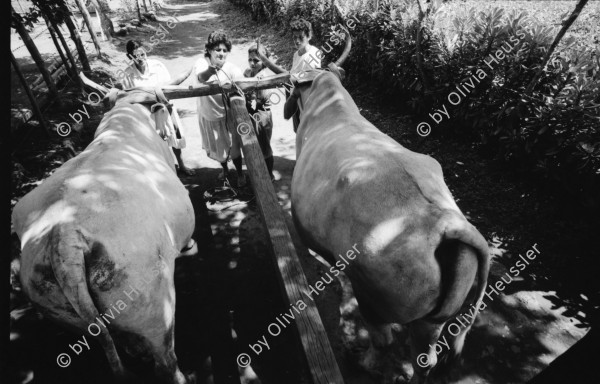 Image of sheet 19940690 photo 24: Die Frauen der Kooperative Juan 23. Milchprojekt mit Kühen neun Frauen. Quote im Monat ist 76 US $ Ueberschuss 86 $.Ochsengespann mit Esperanza Rivera in Cayanlipe. Ochsen 

Farming Farmer cows women woman work micro credit agriculture cattle Nicaragua 1994