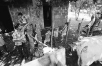 Image of sheet 19940690 photo 25: Farming Farmer cows women woman work micro credit agriculture cattle Nicaragua 1994