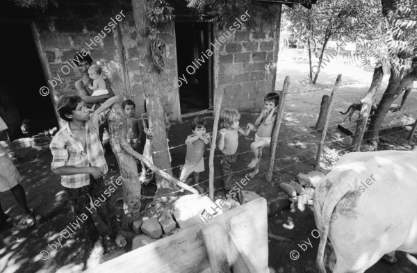 Image of sheet 19940690 photo 25: Farming Farmer cows women woman work micro credit agriculture cattle Nicaragua 1994