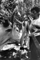 Image of sheet 19940690 photo 29: Die Frauen der Kooperative bereiten das Ochsengespann zur Arbeit vor. Villannueva Nic. 10.94 1994 
The women of the cooperative prepare the team of oxen to work



Farming Farmer cows women woman work micro credit agriculture cattle Nicaragua 1994
Exhibition Out of: From time to time  / Von Zeit zu Zeit