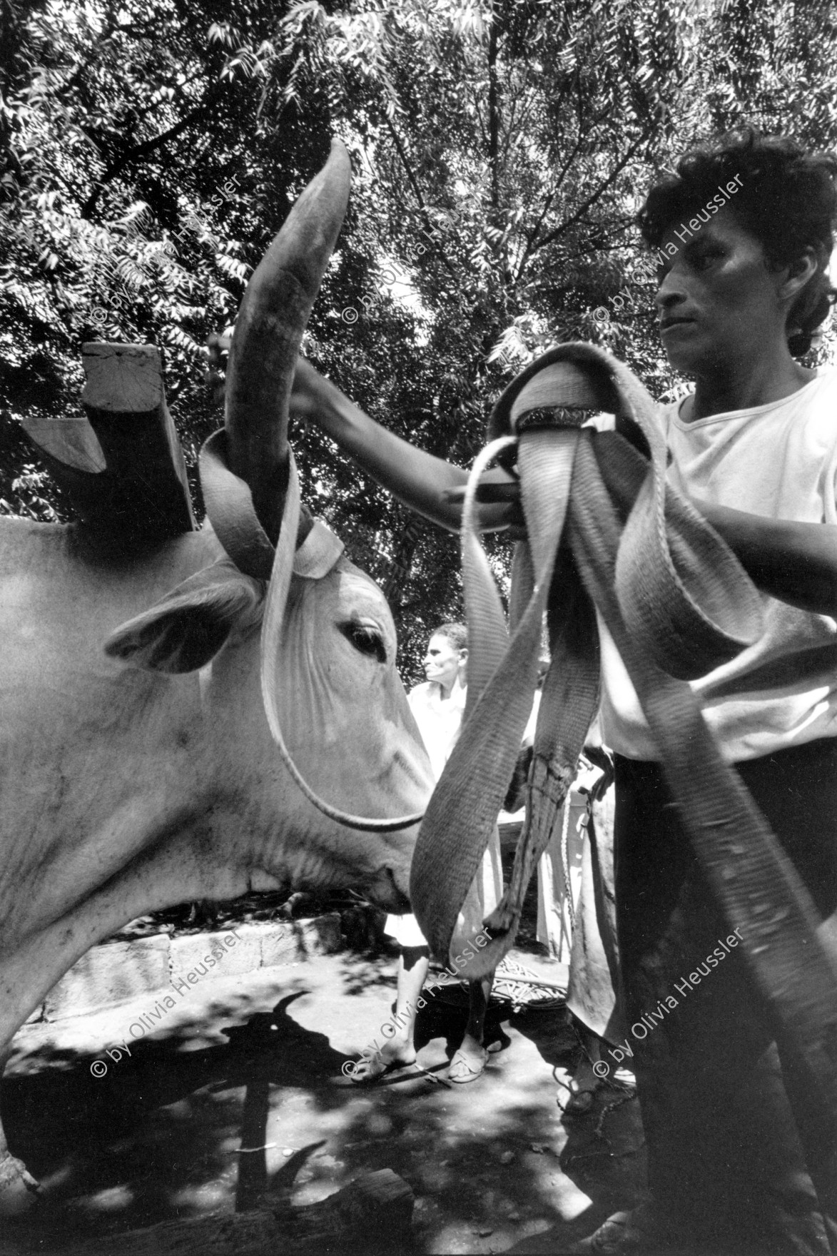 Image of sheet 19940690 photo 29: Die Frauen der Kooperative bereiten das Ochsengespann zur Arbeit vor. Villannueva Nic. 10.94 1994 
The women of the cooperative prepare the team of oxen to work



Farming Farmer cows women woman work micro credit agriculture cattle Nicaragua 1994
Exhibition Out of: From time to time  / Von Zeit zu Zeit