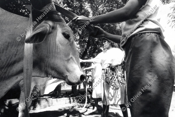 Image of sheet 19940690 photo 32: Women of the cooperative prepare the team of oxen to work

Farming Farmer cows women woman work micro credit agriculture cattle Nicaragua 1994
Out of: From time to time / Von Zeit zu Zeit
co deza mediathek