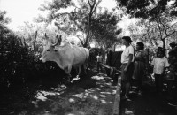 Image of sheet 19940690 photo 35: Die Frauen der Kooperative Juan 23. Milchprojekt mit Kühen neun Frauen. Quote im Monat ist 76 US $ Ueberschuss 86 $.Ochsengespann mit Esperanza Rivera in Cayanlipe. Ochsen 

Farming Farmer cows women woman work micro credit agriculture cattle Nicaragua 1994