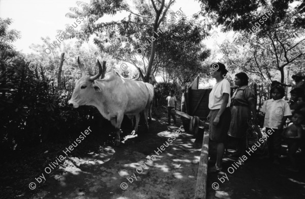 Image of sheet 19940690 photo 35: Die Frauen der Kooperative Juan 23. Milchprojekt mit Kühen neun Frauen. Quote im Monat ist 76 US $ Ueberschuss 86 $.Ochsengespann mit Esperanza Rivera in Cayanlipe. Ochsen 

Farming Farmer cows women woman work micro credit agriculture cattle Nicaragua 1994