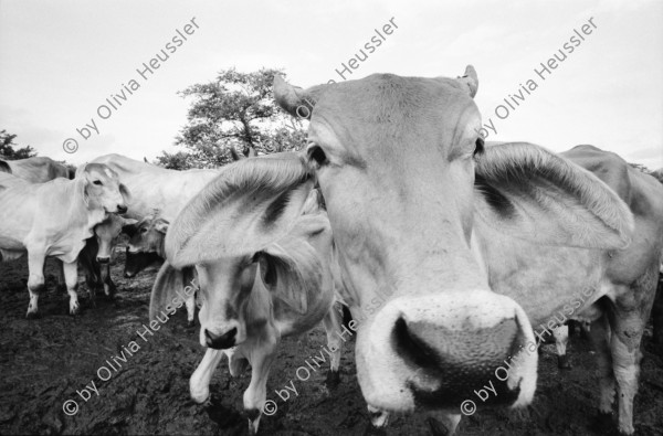 Image of sheet 19940690 photo 5: Die Frauen der Kooperative Juan 23. Milchprojekt mit Kühen neun Frauen. Quote im Monat ist 76 US $ Ueberschuss 86 $.Ochsengespann mit Esperanza Rivera in Cayanlipe. Ochsen 

Farming Farmer cows women woman work micro credit agriculture cattle Nicaragua 1994