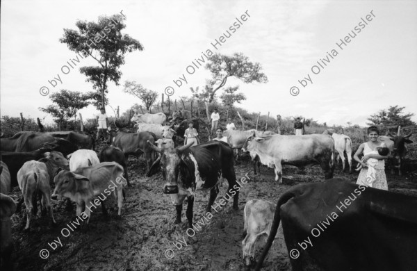 Image of sheet 19940690 photo 8: Die Frauen der Kooperative Juan 23. Milchprojekt mit Kühen neun Frauen. Quote im Monat ist 76 US $ Ueberschuss 86 $.Ochsengespann mit Esperanza Rivera in Cayanlipe. Ochsen 

Farming Farmer cows women woman work micro credit agriculture cattle Nicaragua 1994