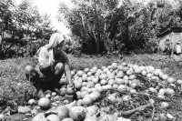 Image of sheet 19940760 photo 2: © 1994, Olivia Heussler / www.clic.li
calabaza kürbis ernte 
Die Frauen der Kooperative arbeiten und handeln mit Kürbiskernen. Das Projekt wurde von der Schweizer Entwicklungshilfe (Chinorte) unterstützt. Villanueva 
1994 Nicaragua √