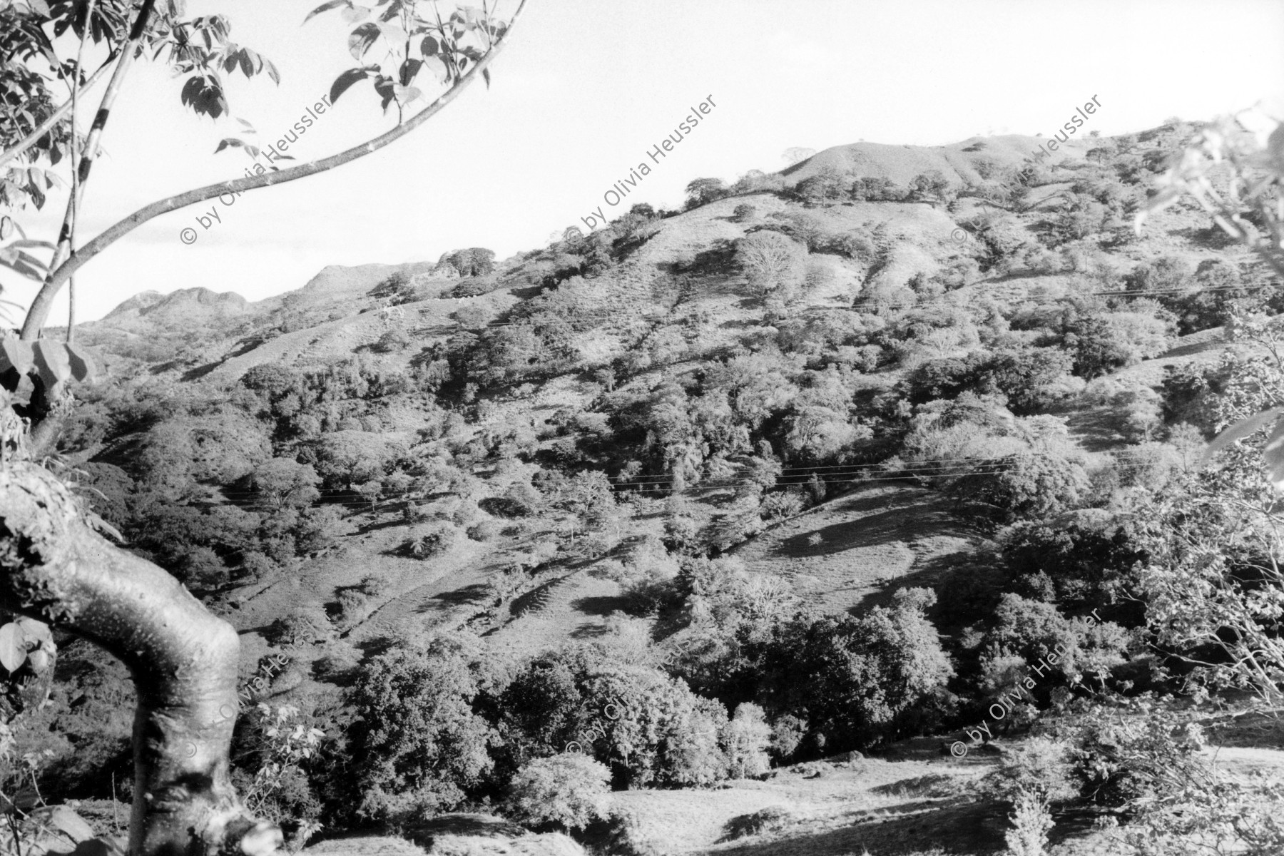 Image of sheet 19950090 photo 0: Carara Biological Reserve am Rio Tarcoles vor Jaco,
1995 Costa Rica.
 San José Palo Secco
√ Landscape natural reserve parc