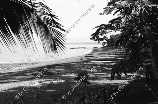 Image of sheet 19950090 photo 14: Carara Biological Reserve am Rio Tarcoles vor Jaco. Krokodile
 Antonio und Ursula. vor Auto. Pazifikküste. Sandstrand und Palmen
 Ursula und Johannes Reichmyr 19 und 20 Antonio. in Schwimmbecken Swimingpool.
 Palma Africana Produktion bei Parrita. mit Fussballplatz 1995 Costa Rica San José Palo Secco