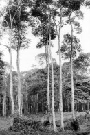 Image of sheet 19950110 photo 34: Diese Bäume haben die letztjährige private Rodungsaktion überlebt. Sie stehen auf einem Rinderzuchtgebiet in der Nähe von tropischem Regenwald. Guapiles Costa Rica 1995
Destroyed forest in german owned cattlefarm. Cattle Farm Agriculture Wood 
√