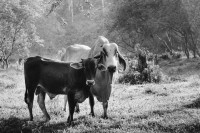 Image of sheet 19950120 photo 2: Stier mit Kuh Uebersicht auf Regenwald 'Bosque lluvioso' bei Rio Costa Rica. Rinderherde. Stier Baumpreis/Holz pro pulgada 7000 Colones ganzer Baum 40'000 Colones  170 Colones =1 $ in 22 Jahren ca 6 Mio Col. (rund 23ooo $) herausgewirtschaftet grosser Baum 50 meter hoch (Jabillo ?). letztes Jahr 400 Bäume gefällt. 
√
Diese Bäume haben die letztjährige private Rodungsaktion überlebt. Sie stehen auf einem Rinderzuchtgebiet in der Nähe von tropischem Regenwald. Guapiles Costa Rica 1995
Destroyed forest in german owned cattlefarm. Cattle Farm Agriculture Wood