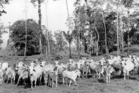 Image of sheet 19950120 photo 20: Auf einer Rinderzuchtfarm eines deutschen Einwanderers. Guapiles Rio Costa Rica C. R. 1995
Cattlefarm owned by original german farmer √
Diese Bäume haben die letztjährige private Rodungsaktion überlebt. Sie stehen auf einem Rinderzuchtgebiet in der Nähe von tropischem Regenwald. Guapiles 
Destroyed forest in german owned cattlefarm. Cattle Farm Agriculture Wood