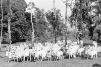 Image of sheet 19950120 photo 26: Stier mit Kuh Uebersicht auf Regenwald 'Bosque lluvioso' bei Rio Costa Rica. Rinderherde. Stier Baumpreis/Holz pro pulgada 7000 Colones ganzer Baum 40'000 Colones  170 Colones =1 $ in 22 Jahren ca 6 Mio Col. (rund 23ooo $) herausgewirtschaftet grosser Baum 50 meter hoch (Jabillo ?). letztes Jahr 400 Bäume gefällt. 
√
Diese Bäume haben die letztjährige private Rodungsaktion überlebt. Sie stehen auf einem Rinderzuchtgebiet in der Nähe von tropischem Regenwald. Guapiles Costa Rica 1995
Destroyed forest in german owned cattlefarm. Cattle Farm Agriculture Wood