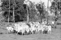 Image of sheet 19950120 photo 27: Stier mit Kuh Uebersicht auf Regenwald 'Bosque lluvioso' bei Rio Costa Rica. Rinderherde. Stier Baumpreis/Holz pro pulgada 7000 Colones ganzer Baum 40'000 Colones  170 Colones =1 $ in 22 Jahren ca 6 Mio Col. (rund 23ooo $) herausgewirtschaftet grosser Baum 50 meter hoch (Jabillo ?). letztes Jahr 400 Bäume gefällt. 
√
Diese Bäume haben die letztjährige private Rodungsaktion überlebt. Sie stehen auf einem Rinderzuchtgebiet in der Nähe von tropischem Regenwald. Guapiles Costa Rica 1995
Destroyed forest in german owned cattlefarm. Cattle Farm Agriculture Wood