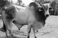 Image of sheet 19950120 photo 29: Stier mit Kuh Uebersicht auf Regenwald 'Bosque lluvioso' bei Rio Costa Rica. Rinderherde. Stier Baumpreis/Holz pro pulgada 7000 Colones ganzer Baum 40'000 Colones  170 Colones =1 $ in 22 Jahren ca 6 Mio Col. (rund 23ooo $) herausgewirtschaftet grosser Baum 50 meter hoch (Jabillo ?). letztes Jahr 400 Bäume gefällt. 
√
Diese Bäume haben die letztjährige private Rodungsaktion überlebt. Sie stehen auf einem Rinderzuchtgebiet in der Nähe von tropischem Regenwald. Guapiles Costa Rica 1995
Destroyed forest in german owned cattlefarm. Cattle Farm Agriculture Wood