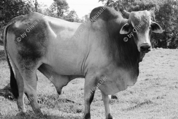 Image of sheet 19950120 photo 29: Stier mit Kuh Uebersicht auf Regenwald 'Bosque lluvioso' bei Rio Costa Rica. Rinderherde. Stier Baumpreis/Holz pro pulgada 7000 Colones ganzer Baum 40'000 Colones  170 Colones =1 $ in 22 Jahren ca 6 Mio Col. (rund 23ooo $) herausgewirtschaftet grosser Baum 50 meter hoch (Jabillo ?). letztes Jahr 400 Bäume gefällt. 
√
Diese Bäume haben die letztjährige private Rodungsaktion überlebt. Sie stehen auf einem Rinderzuchtgebiet in der Nähe von tropischem Regenwald. Guapiles Costa Rica 1995
Destroyed forest in german owned cattlefarm. Cattle Farm Agriculture Wood