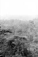 Image of sheet 19950120 photo 3: Diese Bäume haben die letztjährige private Rodungsaktion überlebt. Sie stehen auf einem Rinderzuchtgebiet in der Nähe von tropischem Regenwald. Guapiles Costa Rica 1995
Destroyed forest in german owned cattlefarm. Cattle Farm Agriculture Wood
√