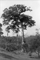 Image of sheet 19950120 photo 33: Diese Bäume haben die letztjährige private Rodungsaktion überlebt. Sie stehen auf einem Rinderzuchtgebiet in der Nähe von tropischem Regenwald. Guapiles Costa Rica 1995
Destroyed forest in german owned cattlefarm. Cattle Farm Agriculture Wood
√