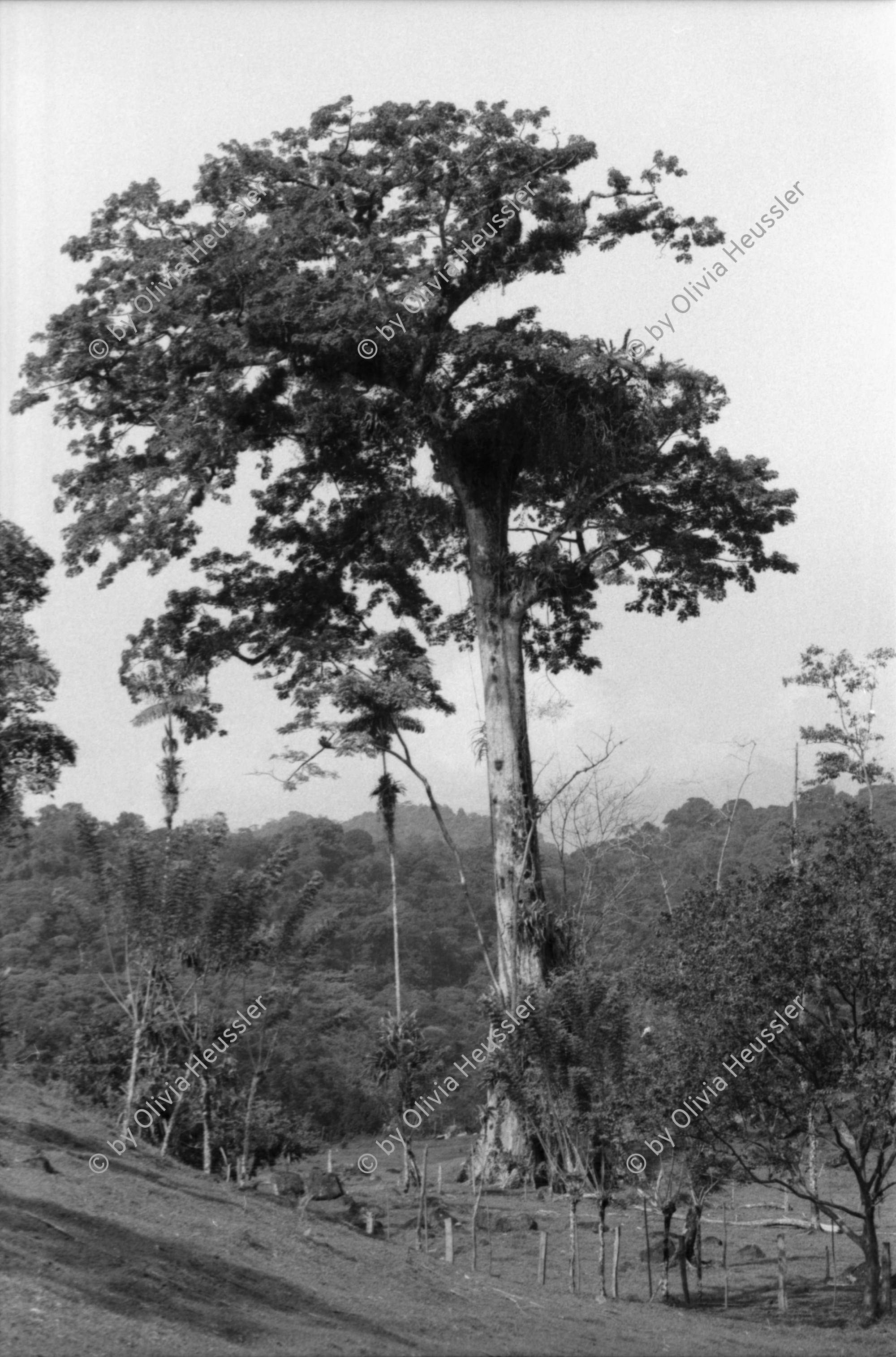 Image of sheet 19950120 photo 33: Diese Bäume haben die letztjährige private Rodungsaktion überlebt. Sie stehen auf einem Rinderzuchtgebiet in der Nähe von tropischem Regenwald. Guapiles Costa Rica 1995
Destroyed forest in german owned cattlefarm. Cattle Farm Agriculture Wood
√