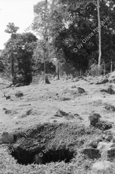 Image of sheet 19950120 photo 37: Diese Bäume haben die letztjährige private Rodungsaktion überlebt. Sie stehen auf einem Rinderzuchtgebiet in der Nähe von tropischem Regenwald. Guapiles Costa Rica 1995
Destroyed forest in german owned cattlefarm. Cattle Farm Agriculture Wood
√