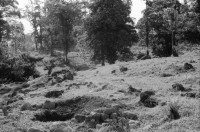 Image of sheet 19950130 photo 0: Viehwirtschaft abgerodetes Land 50m hoher Baum Jabillo ? Cora steht unter dem Baum.und neben Wurzeln. 40000 Col. wert pro pulgada 7000 Col. Baumstrunck
Punta Uva Strand Sand Leute baden Atlantikküste Costa Rica. Insektenstiche auf Oberschenkel. Cora. Nicaragua Esteli Mädchen verkaufen an Bushaltestelle. Cora vor Polizeiwache. Portrait Mädchen. Markt Nicaragua 1995