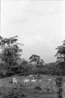 Image of sheet 19950130 photo 11: Viehwirtschaft abgerodetes Land 50m hoher Baum Jabillo ? Cora steht unter dem Baum.und neben Wurzeln. 40000 Col. wert pro pulgada 7000 Col. Baumstrunck
Punta Uva Strand Sand Leute baden Atlantikküste Costa Rica. Insektenstiche auf Oberschenkel. Cora. Nicaragua Esteli Mädchen verkaufen an Bushaltestelle. Cora vor Polizeiwache. Portrait Mädchen. Markt Nicaragua 1995