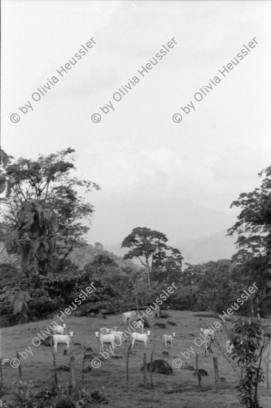 Image of sheet 19950130 photo 11: Viehwirtschaft abgerodetes Land 50m hoher Baum Jabillo ? Cora steht unter dem Baum.und neben Wurzeln. 40000 Col. wert pro pulgada 7000 Col. Baumstrunck
Punta Uva Strand Sand Leute baden Atlantikküste Costa Rica. Insektenstiche auf Oberschenkel. Cora. Nicaragua Esteli Mädchen verkaufen an Bushaltestelle. Cora vor Polizeiwache. Portrait Mädchen. Markt Nicaragua 1995