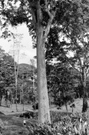 Image of sheet 19950130 photo 3: Der Angestellte der Finca konnte verhindern, dass dieser 50 meter hohe (7000 pulgadas) 'Jabillo' gefällt wurde. Der deutsche Grossgrundbesitzer hätte ca 300 SFr. daran verdient.  Costa Rica Guapiles 1995
The 50 meter high tree, called Jabillo, was safed from his death by the local worker of the german owned finca  √

Diese Bäume haben die letztjährige private Rodungsaktion überlebt. Sie stehen auf einem Rinderzuchtgebiet in der Nähe von tropischem Regenwald. Guapiles 
Destroyed forest in german owned cattlefarm. Cattle Farm Agriculture Wood