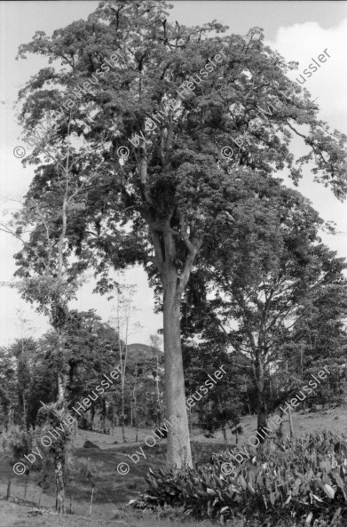 Image of sheet 19950130 photo 6: Viehwirtschaft abgerodetes Land 50m hoher Baum Jabillo ? Cora steht unter dem Baum.und neben Wurzeln. 40000 Col. wert pro pulgada 7000 Col. Baumstrunck
Punta Uva Strand Sand Leute baden Atlantikküste Costa Rica. Insektenstiche auf Oberschenkel. Cora. Nicaragua Esteli Mädchen verkaufen an Bushaltestelle. Cora vor Polizeiwache. Portrait Mädchen. Markt Nicaragua 1995