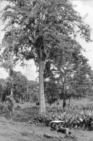 Image of sheet 19950130 photo 8: Viehwirtschaft abgerodetes Land 50m hoher Baum Jabillo ? Cora steht unter dem Baum.und neben Wurzeln. 40000 Col. wert pro pulgada 7000 Col. Baumstrunck
Punta Uva Strand Sand Leute baden Atlantikküste Costa Rica. Insektenstiche auf Oberschenkel. Cora. Nicaragua Esteli Mädchen verkaufen an Bushaltestelle. Cora vor Polizeiwache. Portrait Mädchen. Markt Nicaragua 1995