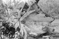 Image of sheet 19950130 photo 9: Viehwirtschaft abgerodetes Land 50m hoher Baum Jabillo ? Cora steht unter dem Baum.und neben Wurzeln. 40000 Col. wert pro pulgada 7000 Col. Baumstrunck
Punta Uva Strand Sand Leute baden Atlantikküste Costa Rica. Insektenstiche auf Oberschenkel. Cora. Nicaragua Esteli Mädchen verkaufen an Bushaltestelle. Cora vor Polizeiwache. Portrait Mädchen. Markt Nicaragua 1995