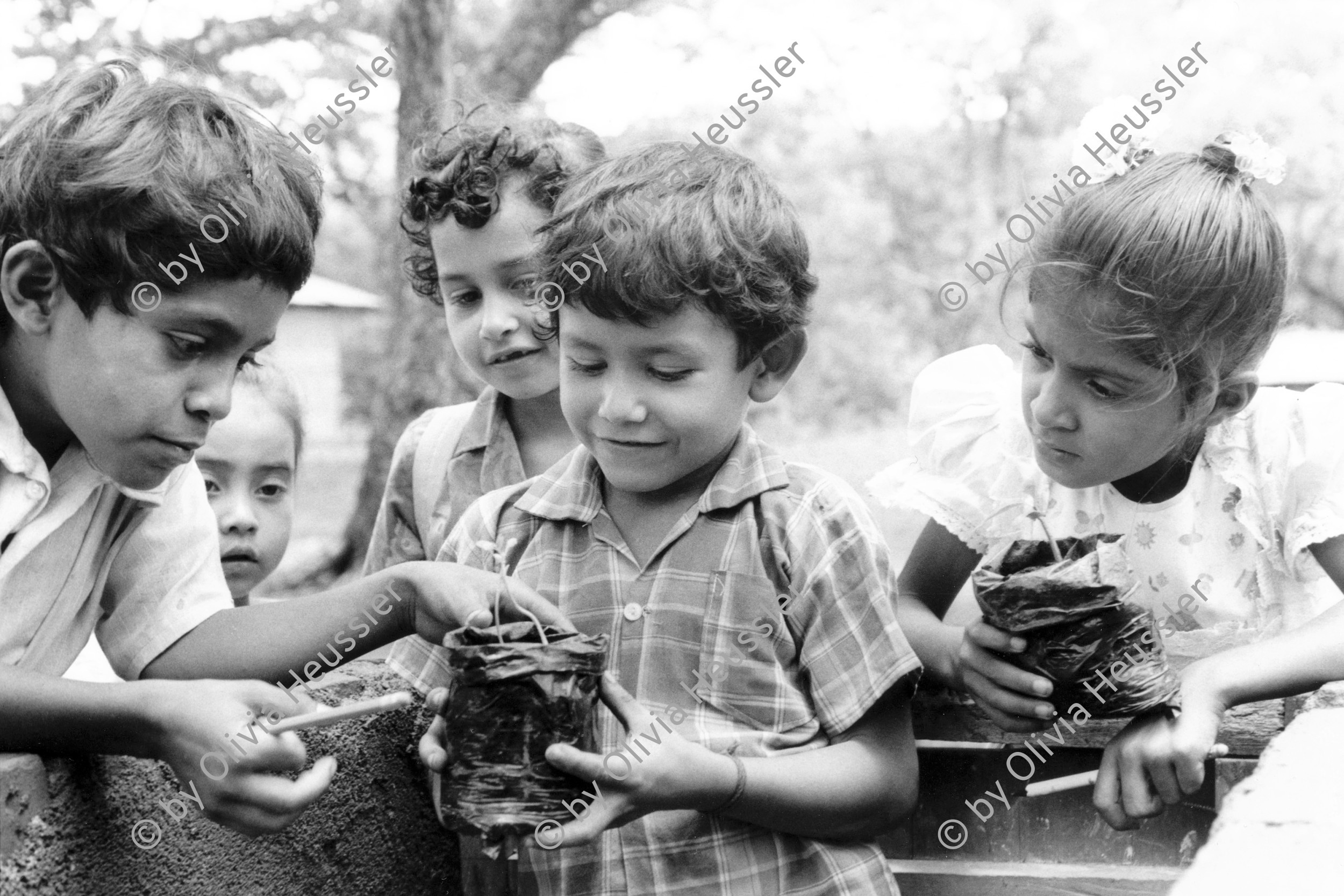 Image of sheet 19950150 photo 29: Schüler und Schülerinnen einer Landkooperative bepflanzen den schul eigenen Garten. Lagartillo Nicaragua 1995
kids belonging to the coop owned school learning plants biology students study sandinist √ gardening garden children child