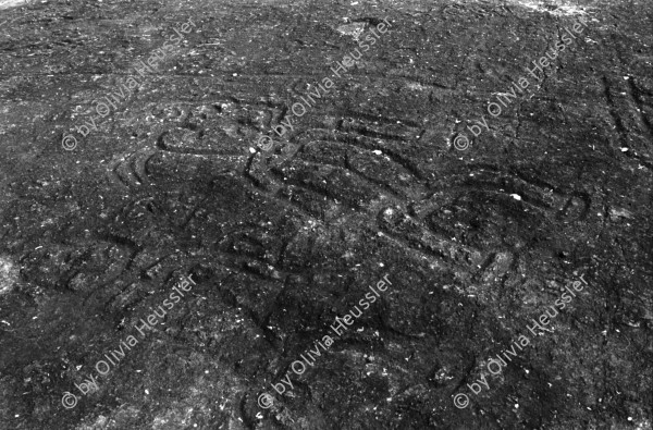 Image of sheet 19950160 photo 33: Isla del Muerto, früher Isla Ceiba. Schlangenzeichnung.  Zapatera. Piedras pintadas Zeichnung ca 800-1200 n. Christus. 1995 Esteli Nicaragua