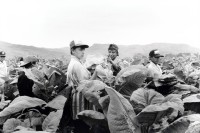 Image of sheet 19950190 photo 15: Kinder arbeiten in der Tabakplantage. Kinderarbeit Tabak Pestizide Esteli Nicaragua 1995 √
﻿﻿﻿﻿
﻿﻿﻿﻿﻿children working at tobacco plantation child work pesticide