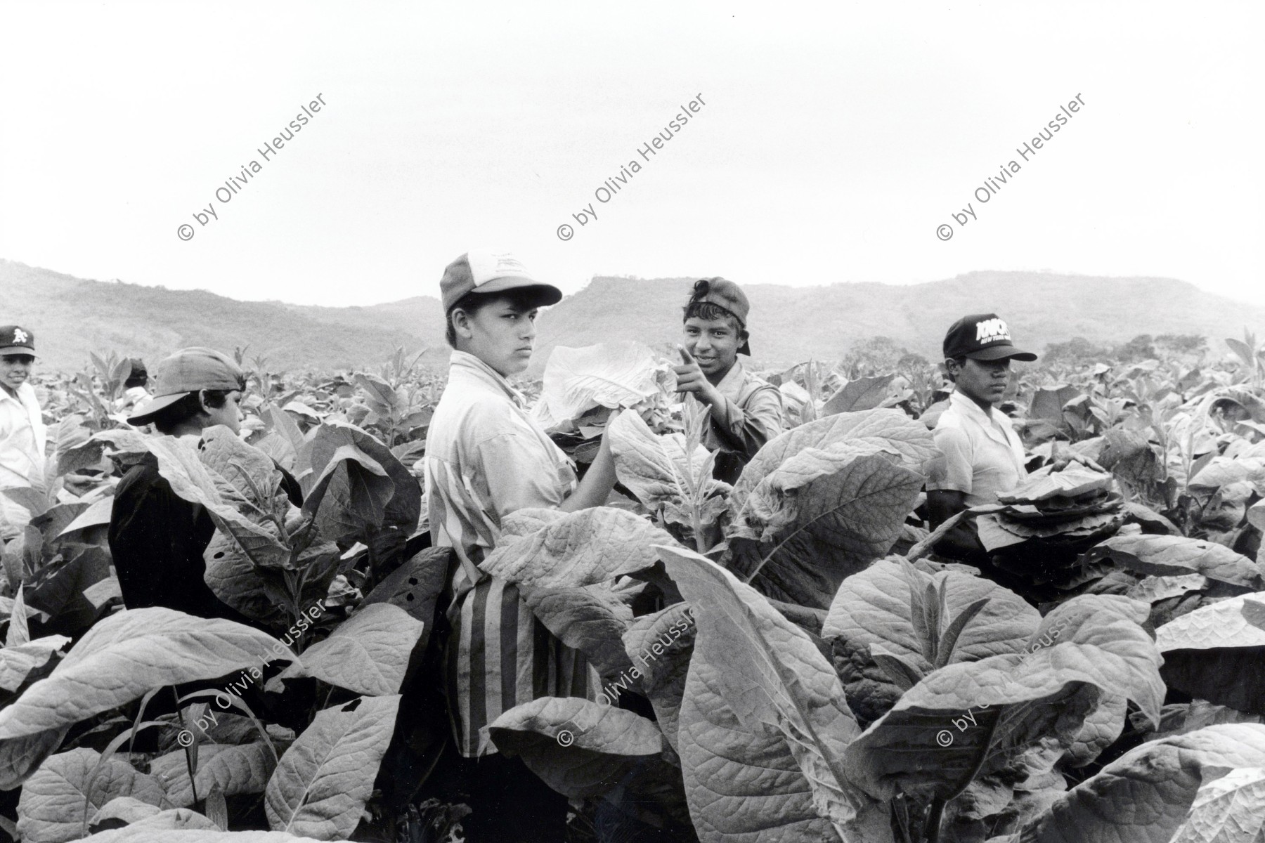 Image of sheet 19950190 photo 15: Kinder arbeiten in der Tabakplantage. Kinderarbeit Tabak Pestizide Esteli Nicaragua 1995 √
﻿﻿﻿﻿
﻿﻿﻿﻿﻿children working at tobacco plantation child work pesticide