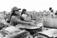 Image of sheet 19950190 photo 17: Kinder arbeiten in der Tabakplantage. Esteli Nicaragua 1995 √
Kinderarbeit Tabak Pestizide 
﻿﻿﻿﻿
﻿﻿﻿﻿﻿children working at tobacco plantation child work pesticide