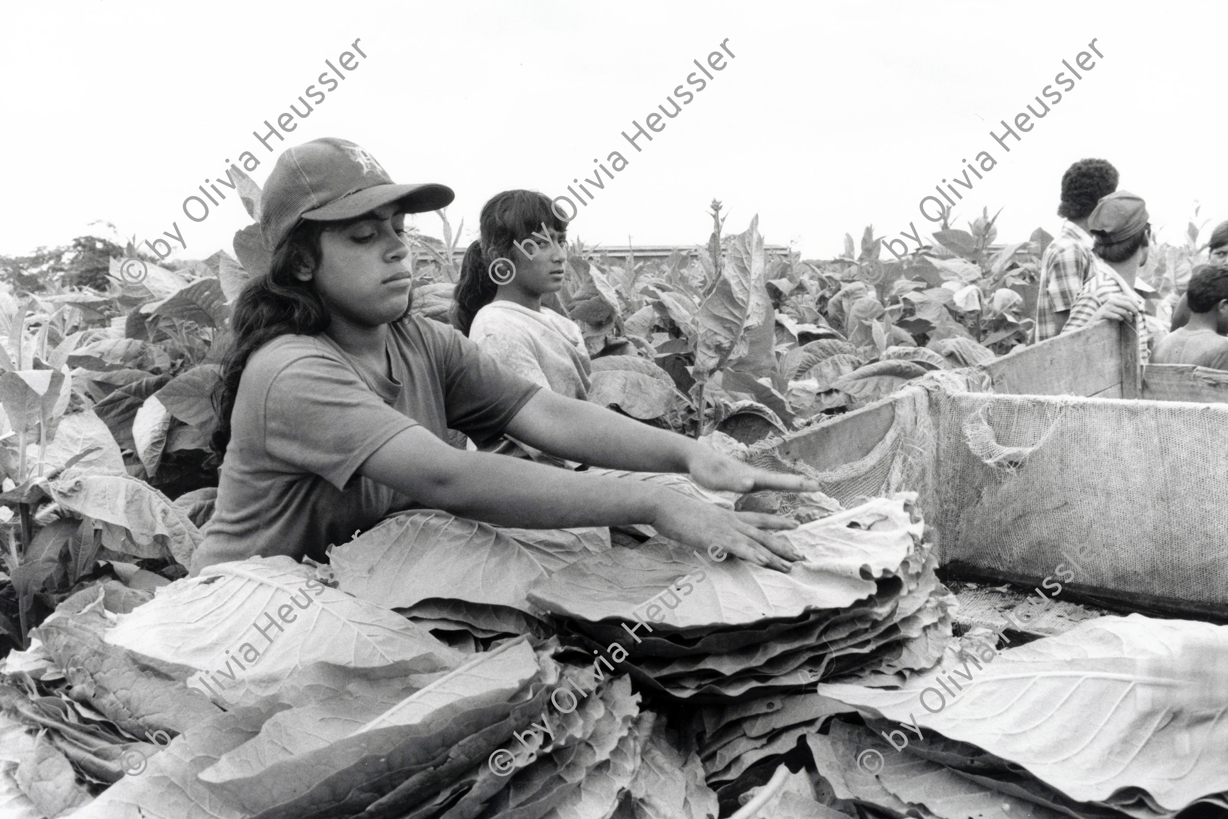 Image of sheet 19950190 photo 17: Kinder arbeiten in der Tabakplantage. Esteli Nicaragua 1995 √
Kinderarbeit Tabak Pestizide 
﻿﻿﻿﻿
﻿﻿﻿﻿﻿children working at tobacco plantation child work pesticide