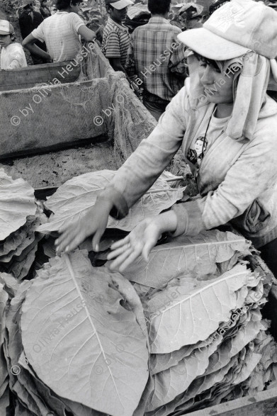 Image of sheet 19950190 photo 19: Kinderarbeit Tabak Pestizide young woman work working worker women
﻿﻿﻿﻿
﻿﻿﻿﻿﻿children working at tobacco plantation child work pesticide