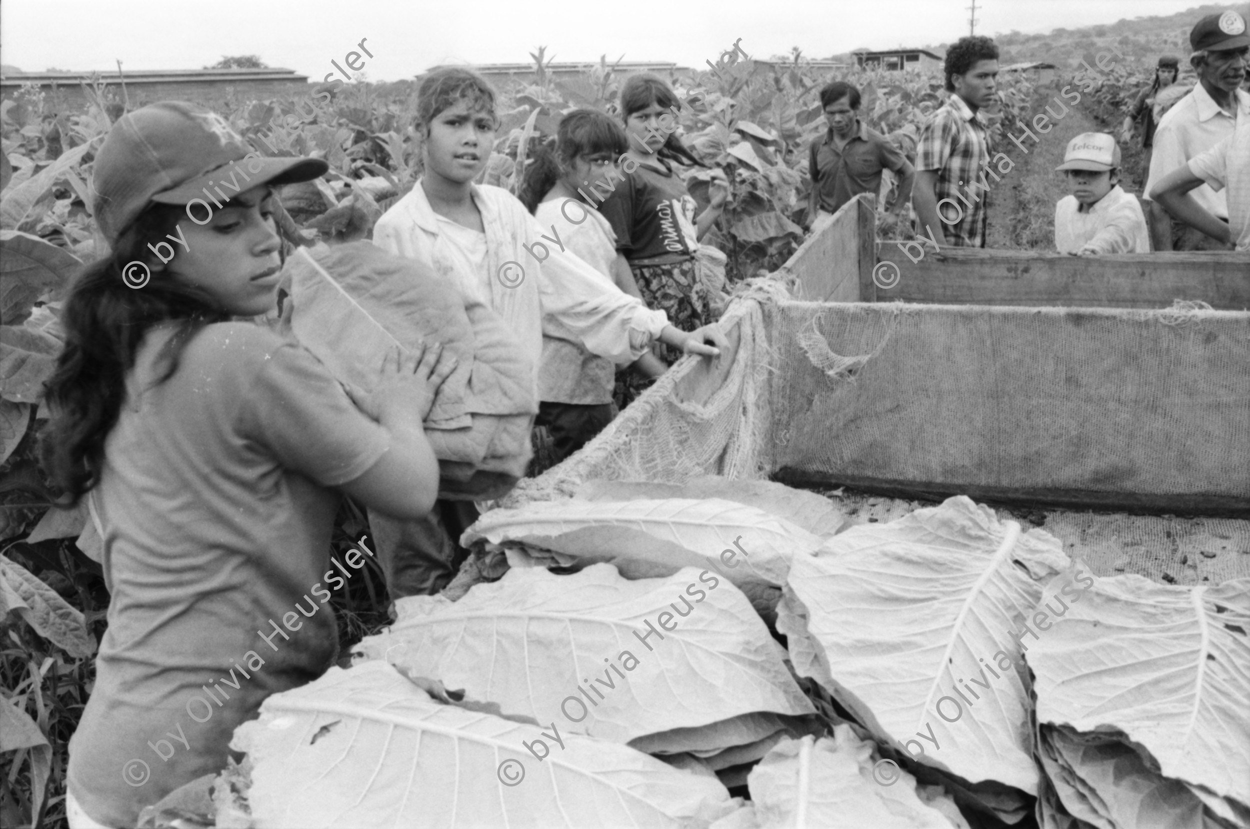 Image of sheet 19950190 photo 20: Kinder arbeiten in der Tabakplantage. Kinderarbeit Tabak Pestizide 
﻿﻿﻿﻿﻿﻿﻿children working at tobacco plantation child work pesticide