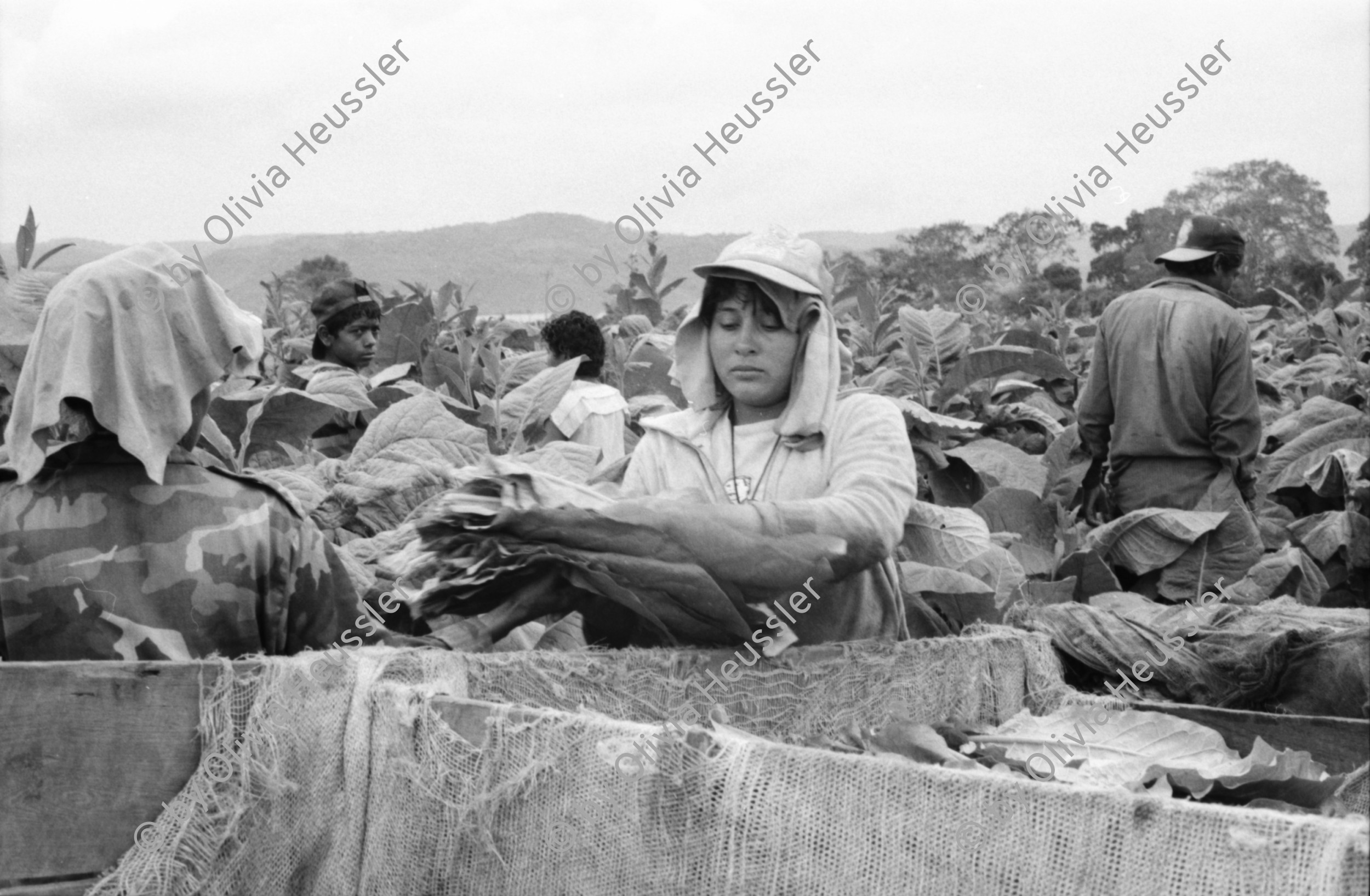 Image of sheet 19950190 photo 25: Oscar Turcios, Tabakplantage Tabak Jugendliche arbeiten in der Tabakernte. 10 bis 15 Jahre alt. APT arbeiten 8 Stunden im Tag. 13,5 Corobas im Tag. 1$ =7.35 $ oder 12 Tg. und 182 Cordobas. Samstag ganzer Tag. Jugendl. verdienen gleich viel wie Erwachsene. Kinder sammeln Blätter und legen sie auf den Wagenanhänger des Traktor. Esteli Nicaragua 1995
Kinder arbeiten in der Tabakplantage. Kinderarbeit Tabak Pestizide 
﻿﻿﻿﻿﻿﻿﻿children working at tobacco plantation child work pesticide