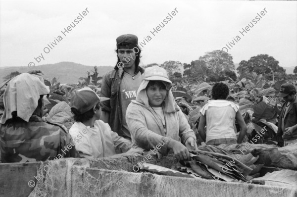 Image of sheet 19950190 photo 28: Oscar Turcios, Tabakplantage Tabak Jugendliche arbeiten in der Tabakernte. 10 bis 15 Jahre alt. APT arbeiten 8 Stunden im Tag. 13,5 Corobas im Tag. 1$ =7.35 $ oder 12 Tg. und 182 Cordobas. Samstag ganzer Tag. Jugendl. verdienen gleich viel wie Erwachsene. Kinder sammeln Blätter und legen sie auf den Wagenanhänger des Traktor. Esteli Nicaragua 1995
Kinder arbeiten in der Tabakplantage. Kinderarbeit Tabak Pestizide 
﻿﻿﻿﻿﻿﻿﻿children working at tobacco plantation child work pesticide