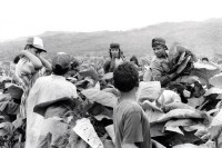 Image of sheet 19950190 photo 33: Kinder arbeiten in der Tabakplantage. Kinderarbeit Tabak Pestizide Esteli Nicaragua 1995 √
﻿﻿﻿﻿
﻿﻿﻿﻿﻿children working at tobacco plantation child work pesticide