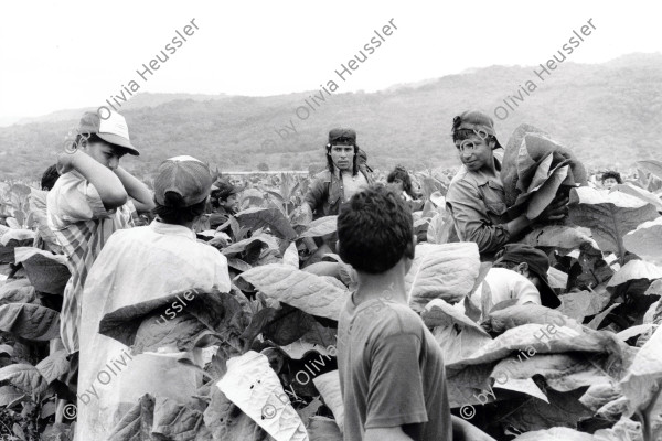 Image of sheet 19950190 photo 33: Kinder arbeiten in der Tabakplantage. Kinderarbeit Tabak Pestizide Esteli Nicaragua 1995 √
﻿﻿﻿﻿
﻿﻿﻿﻿﻿children working at tobacco plantation child work pesticide