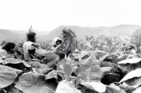 Image of sheet 19950190 photo 36: Frauen arbeiten in der Tabakplantage. Esteli Nicaragua 1995 √
Tabak Pestizide 
﻿﻿﻿﻿
﻿﻿﻿﻿﻿